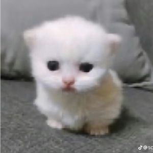 Meet your Posher, Kai